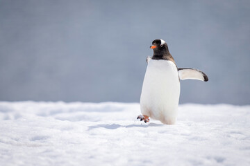 Obraz premium Gentoo penguin almost overbalances crossing sunlit snow