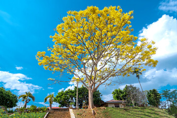 Yellow poinciana tree blooms brilliantly on the hill near the temple in Dalat plateau, Vietnam in...
