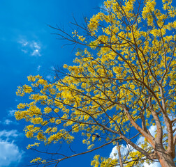 Yellow poinciana tree blooms brilliantly on the hill near the temple in Dalat plateau, Vietnam in spring weather. This is a precious tree native to Brazil with a lifespan of over one hundred years