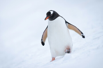 Gentoo penguin almost overbalances on snowy hillside