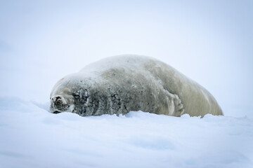 Crabeater seal lies sleeping on ice floe
