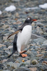 Gentoo penguin crosses shingle beach lifting foot