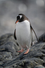 Gentoo penguin lifts foot walking down rock
