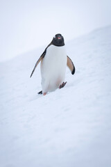 Gentoo penguin crosses snowy slope watching camera