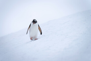 Obraz premium Gentoo penguin crosses snowy slope looking down