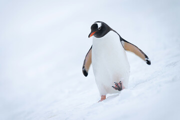 Gentoo penguin crosses snowy hillside lifting foot
