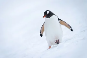 Tragetasche Gentoo penguin crosses snowy hillside lifting foot © Nick Dale