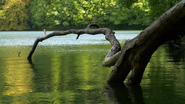 Rural Azores.  Along the banks of the Lagoon Congro with trees