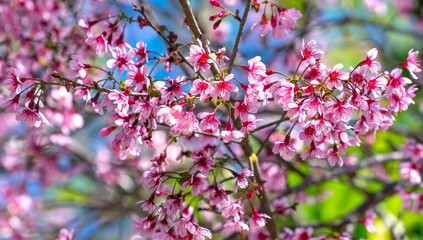 Cherry apricot branch blooms brilliantly on a spring morning with a blue sky background