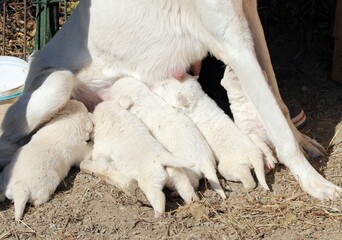 White fluffy herding dog puppies