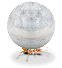 mighty ant holding heavy stone on white background