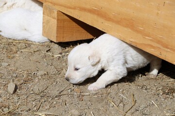 White fluffy herding dog puppies