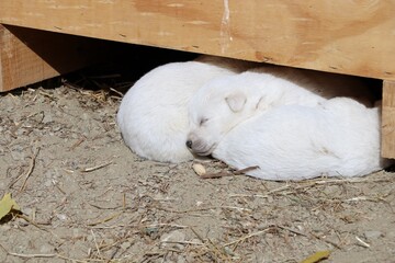 White fluffy herding dog puppies