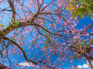 Cherry apricot branch blooms brilliantly on a spring morning with a blue sky background