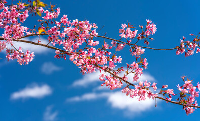 Cherry apricot branch blooms brilliantly on a spring morning with a blue sky background