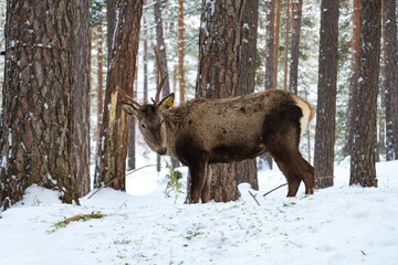 Red deer walking in the snow in Scotch pine forests