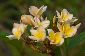 Stof per meter Closeup view of bright white and yellow plumeria or frangipani cluster of flowers in sunny outdoors tropical garden isolated on natural background © Cyril Redor