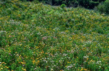 Xerochrysum bracteatum flower fields bloom brightly on a hillside on a sunny summer morning.