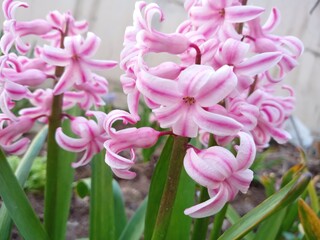 pink hyacinth flowers