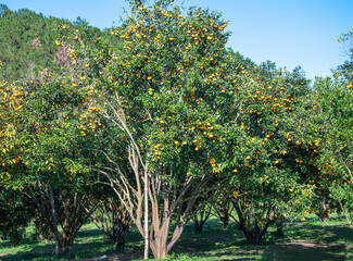 Naklejka premium Garden of ripe mandarin oranges waiting to be harvested in the spring morning in the highlands of Da Lat, Vietnam. Fruit gives many nutrients to provide positive energy for people