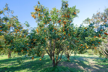 Fototapeta na wymiar Garden of ripe mandarin oranges waiting to be harvested in the spring morning in the highlands of Da Lat, Vietnam. Fruit gives many nutrients to provide positive energy for people