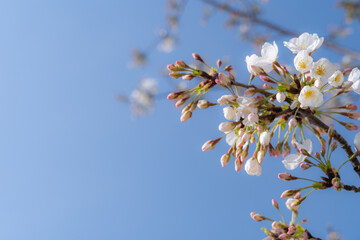 開花し始めた桜の花