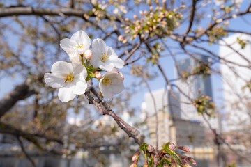 開花し始めた桜の花
