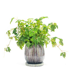 観葉植物、エレンダニカの鉢植え【白背景】
