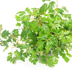 観葉植物、エレンダニカの葉【白背景】