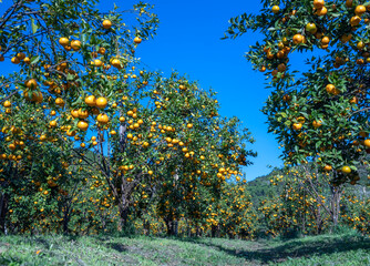 Naklejka premium Garden of ripe mandarin oranges waiting to be harvested in the spring morning in the highlands of Da Lat, Vietnam. Fruit gives many nutrients to provide positive energy for people