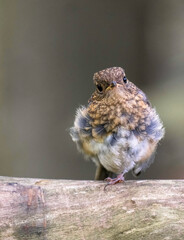 Rotkehlchen Jungvogel
