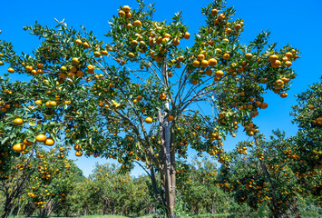 Garden of ripe mandarin oranges waiting to be harvested in the spring morning in the highlands of Da Lat, Vietnam. Fruit gives many nutrients to provide positive energy for people