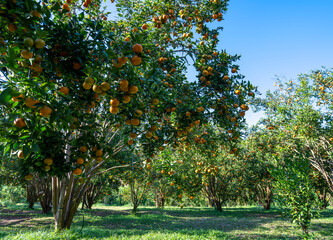 Fototapeta na wymiar Garden of ripe mandarin oranges waiting to be harvested on a sunny morning in the highlands of Da Lat, Vietnam. Fruit gives many nutrients to provide positive energy for people