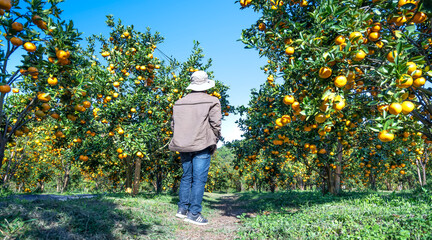 Tourists visit and admire the ripe tangerine garden waiting to be harvested in the spring morning in the highlands of Da Lat, Vietnam