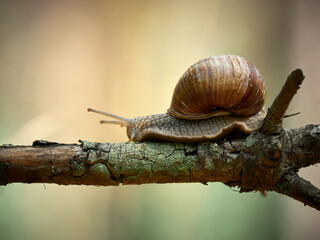 A snail slowly crawls along a tree branch