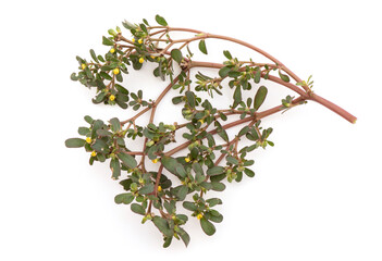Purslane tree isolated on white background.