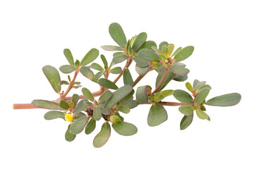 Purslane tree isolated on white background with clipping path.