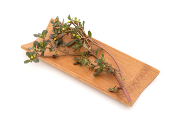 Purslane tree isolated on white background.