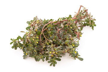 Purslane tree isolated on white background.