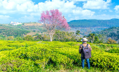 Tourists visit the tea hill and cherry apricot trees in bloom in the spring morning on the plateau of Da Lat, Vietnam