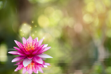 Spa still life with lotus on bokeh nature background.Space for text.