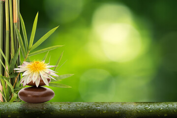 Spa still life with lotus and bamboo on bokeh nature background.Space for text.
