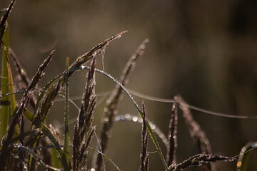 Grass at dawn in drops and in cobwebs. Natural background of wild plants. Morning light.