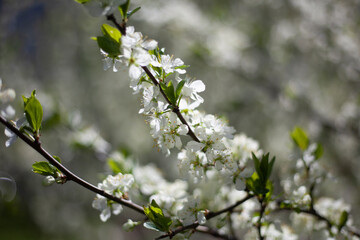 Blossoming of apple trees. White apple blossoms in spring. Branches of plant.