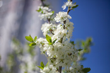 Blossoming of apple trees. White apple blossoms in spring. Branches of plant.