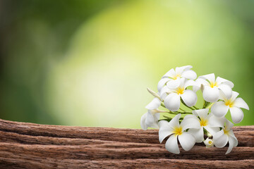 Plumeria flowers and old wood floor isolated on bokeh nature background.
