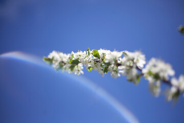 Blossoming of apple trees. White apple blossoms in spring. Branches of plant.