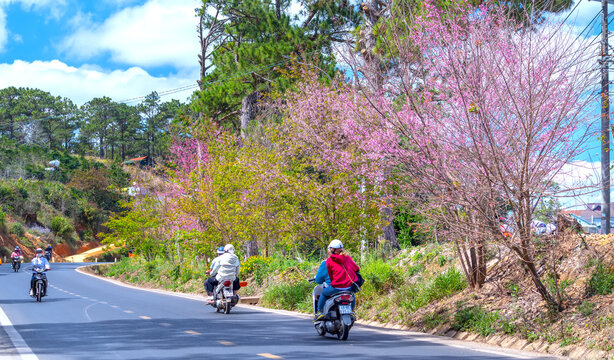 Scene cherry apricot trees blooming along road in spring morning, traffic background merges into a picture of peaceful life in rural Da Lat plateau, Vietnam