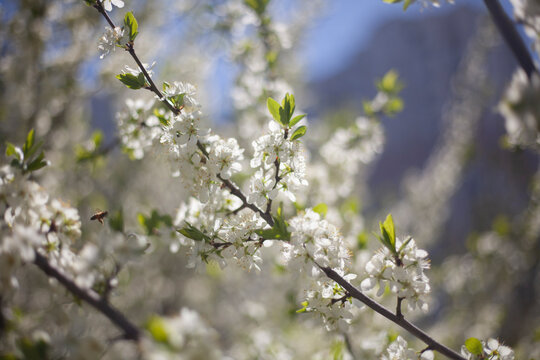 Blossoming of apple trees. White apple blossoms in spring. Branches of plant.