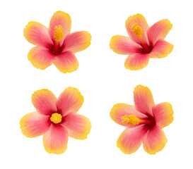 Japanese hibiscus isolated on white background with clipping path.